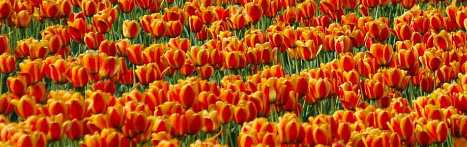 Tulips